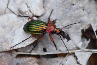 <i>Carabus auronitens</i>