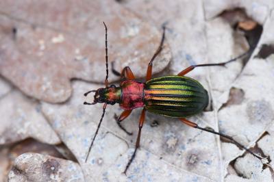 <i>Carabus auronitens</i>
