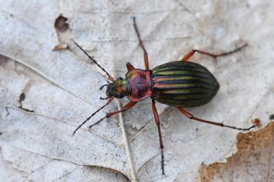 <i>Carabus auronitens</i>