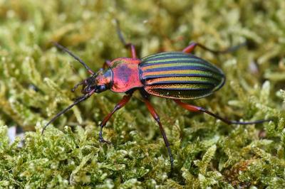 <i>Carabus auronitens</i>