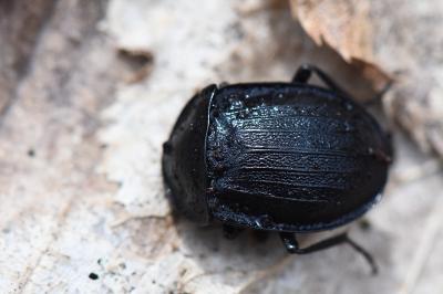 Petit Silphe noir