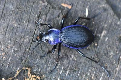 <i>Carabus problematicus</i>