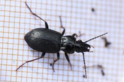 <i>Pterostichus oblongopunctatus</i>