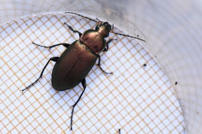 <i>Poecilus cupreus</i>