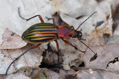 <i>Carabus auronitens</i>