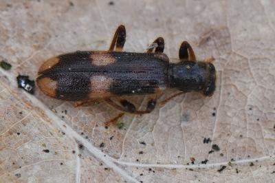 <i>Opilo mollis</i>