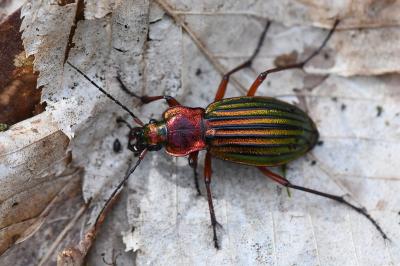 <i>Carabus auronitens</i>