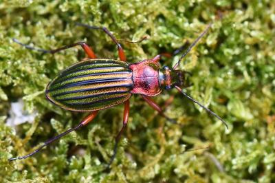 <i>Carabus auronitens</i>