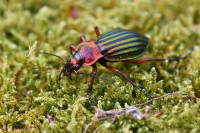 <i>Carabus auronitens</i>