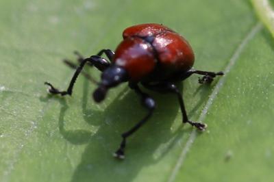 <i>Attelabus nitens</i>