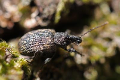 <i>Otiorhynchus</i>