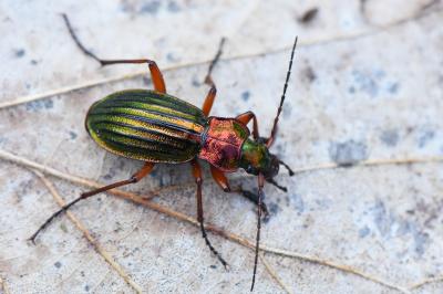 <i>Carabus auronitens</i>