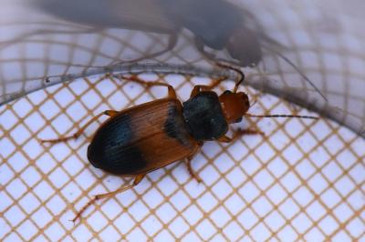 <i>Diachromus germanus</i>
