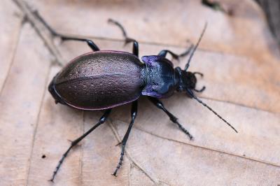 <i>Carabus nemoralis</i>