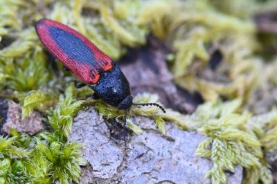 <i>Ampedus sanguinolentus</i>
