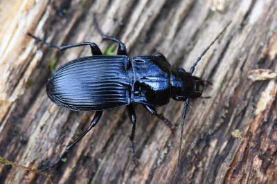 <i>Abax parallelepipedus</i>