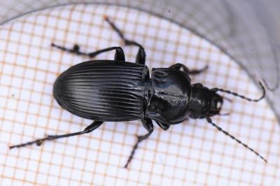 <i>Abax parallelepipedus</i>
