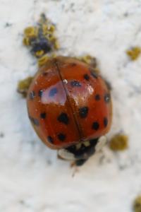 <i>Harmonia axyridis</i>