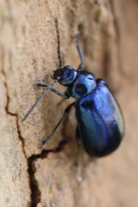 <i>Agelastica alni</i>