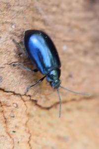 <i>Agelastica alni</i>