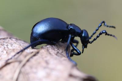 <i>Meloe violaceus</i>