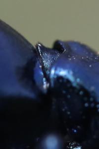 <i>Meloe violaceus</i>
