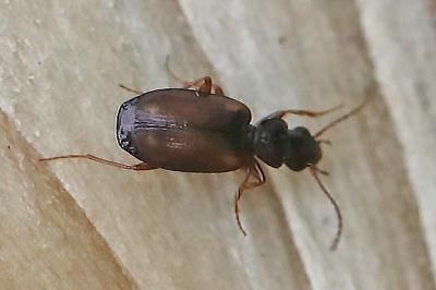 <i>Syntomus obscuroguttatus</i>