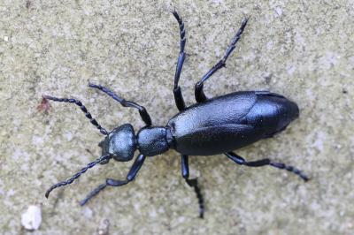 <i>Meloe violaceus</i>