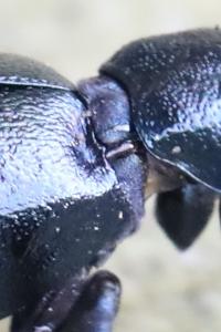 <i>Meloe violaceus</i>