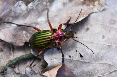 <i>Carabus auronitens</i>