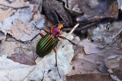 <i>Carabus auronitens</i>