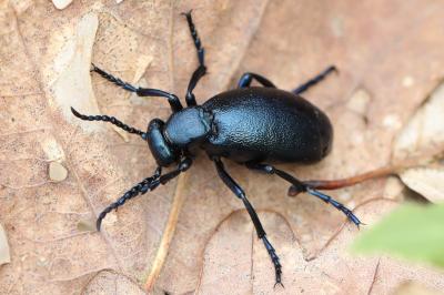 <i>Meloe violaceus</i>