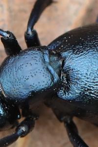 <i>Meloe violaceus</i>