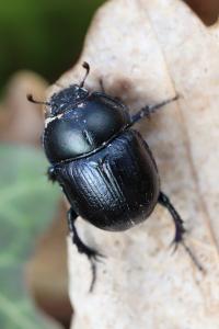 <i>Anoplotrupes stercorosus</i>
