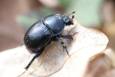 <i>Anoplotrupes stercorosus</i>