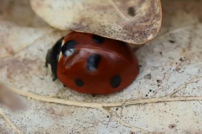 <i>Coccinella septempunctata</i>