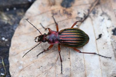 <i>Carabus auronitens</i>