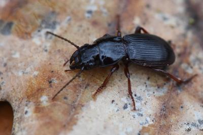 <i>Molops piceus</i>