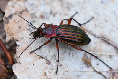 <i>Carabus auronitens</i>