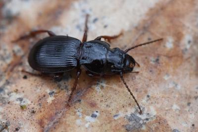<i>Molops piceus</i>