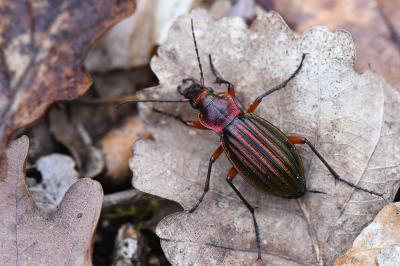 <i>Carabus auronitens</i>