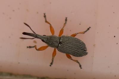 <i>Rhopalapion longirostre</i>