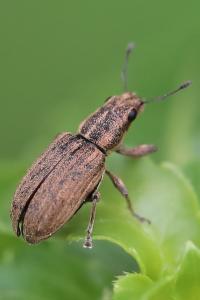 <i>Sitona</i>