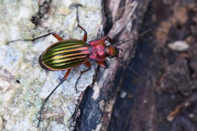 <i>Carabus auronitens</i>