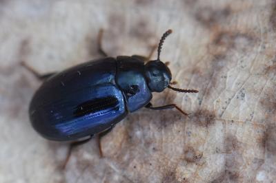 <i>Platydema violacea</i>
