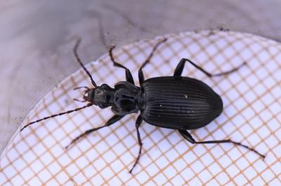 <i>Platynus assimilis</i>