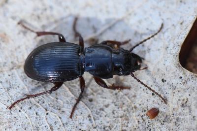 <i>Molops piceus</i>