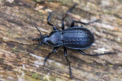<i>Carabus arvensis</i>