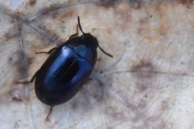 <i>Platydema violacea</i>