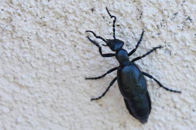 <i>Meloe violaceus</i>